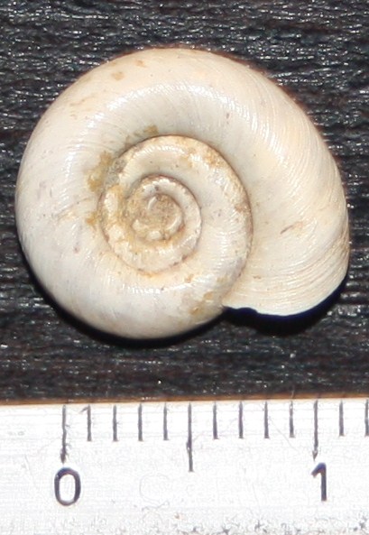 da Argenta